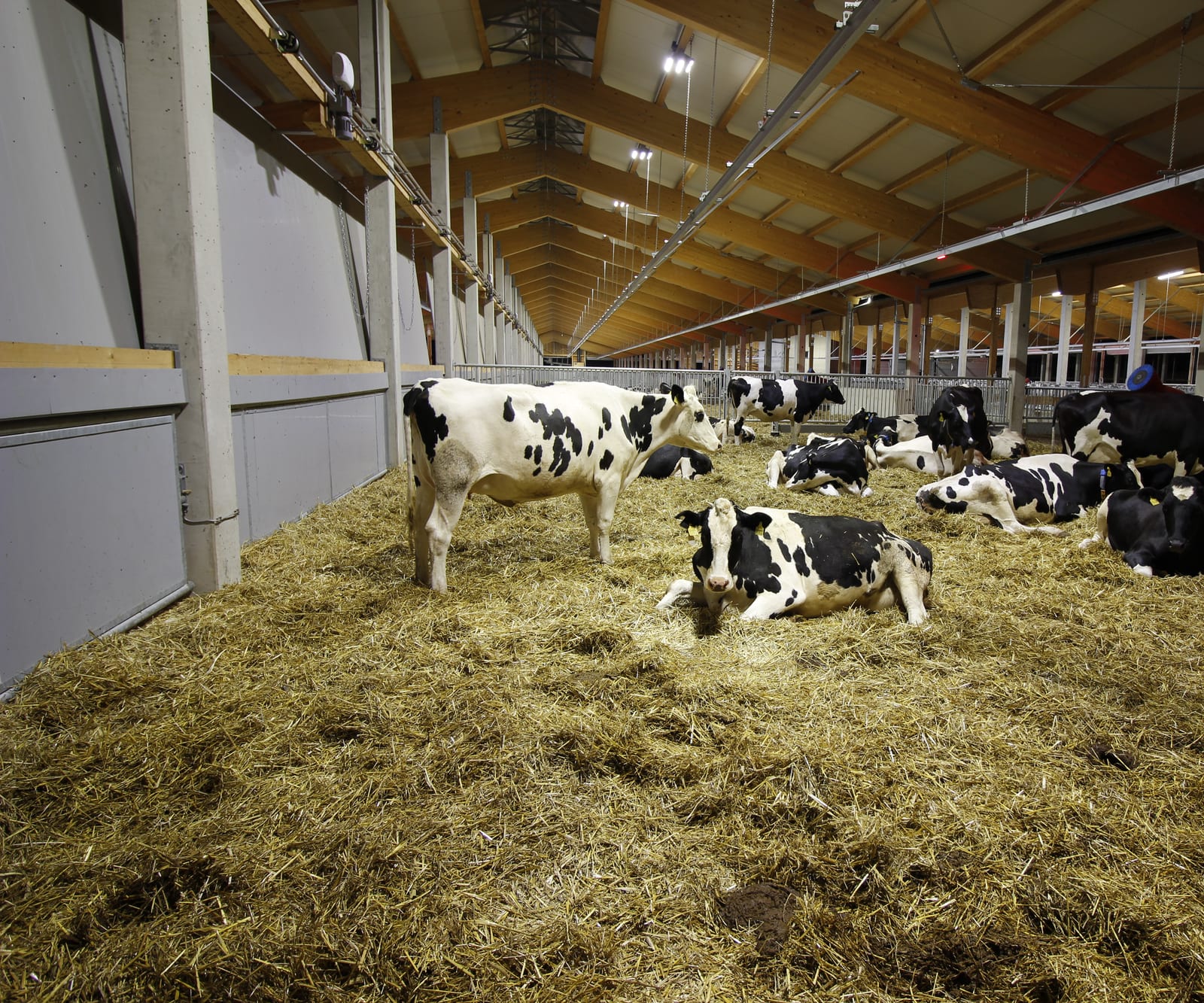 Milchviehstall mit professioneller LED-Beleuchtung im Holzbau